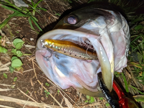 フッコ（マルスズキ）の釣果