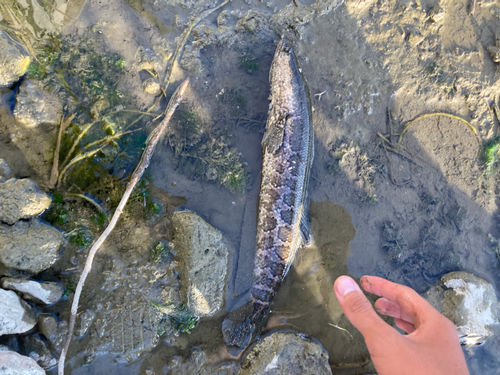 カムルチーの釣果