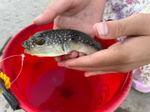 クサフグの釣果