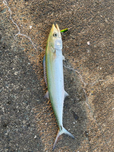 サゴシの釣果