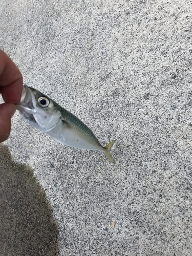 サバの釣果