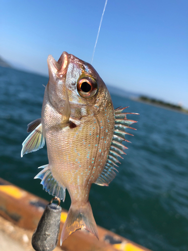 チャリコの釣果