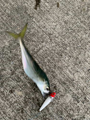 サバの釣果