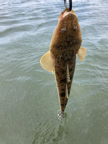 マゴチの釣果