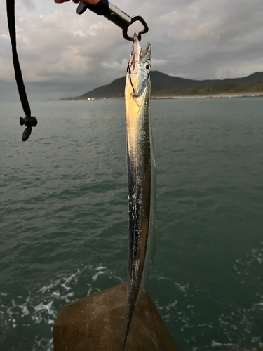 タチウオの釣果