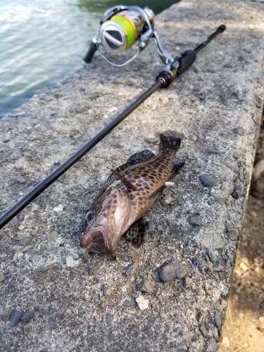 オオモンハタの釣果