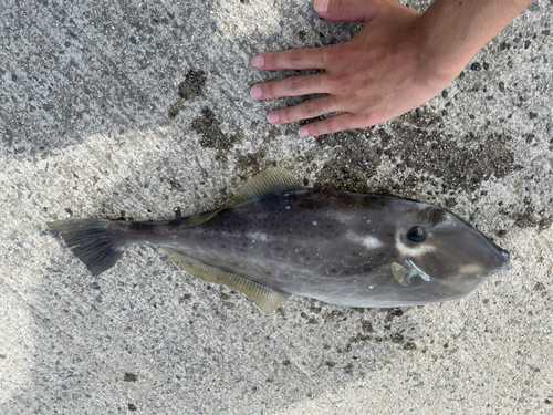 ウスバハギの釣果