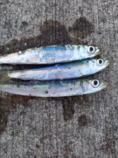 ウルメイワシの釣果