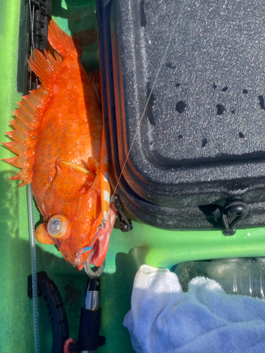 ウッカリカサゴの釣果