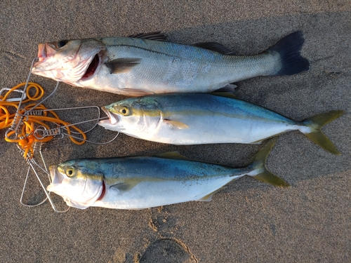 ハマチの釣果