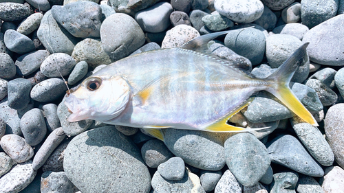 テンジクアジの釣果