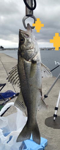 セイゴ（マルスズキ）の釣果