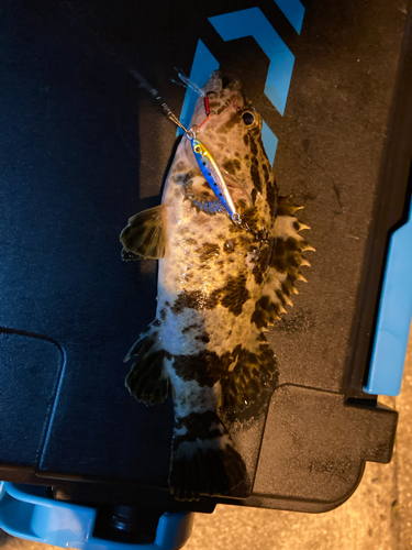 タケノコメバルの釣果