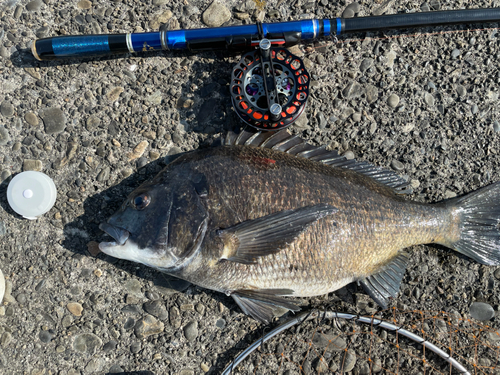 クロダイの釣果