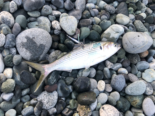 コノシロの釣果