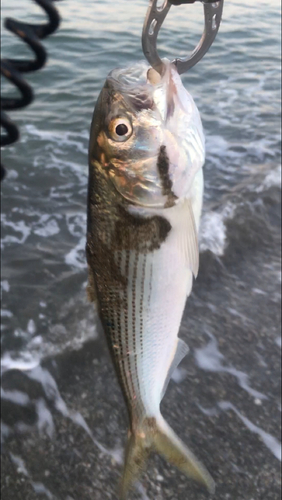 コノシロの釣果