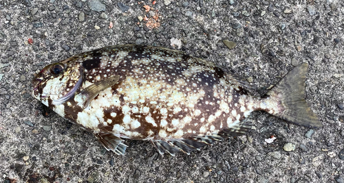 アイゴの釣果