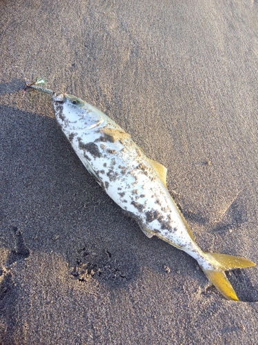 イナダの釣果