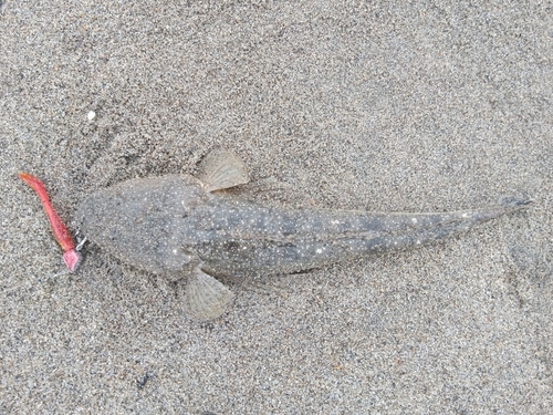 マゴチの釣果