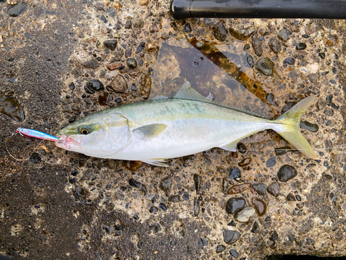 イナダの釣果