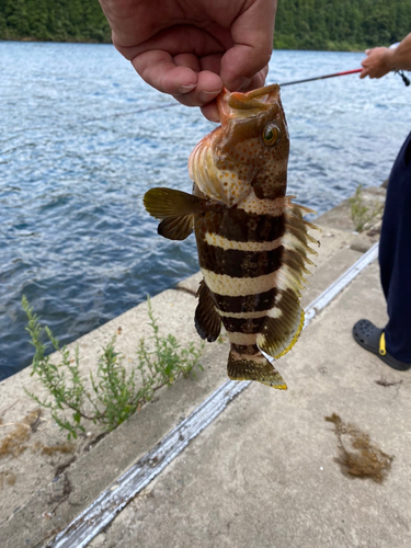 アオハタの釣果