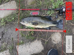 ブラックバスの釣果