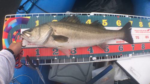 シーバスの釣果