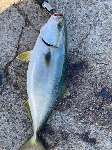 ハマチの釣果