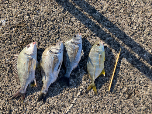 メイタの釣果