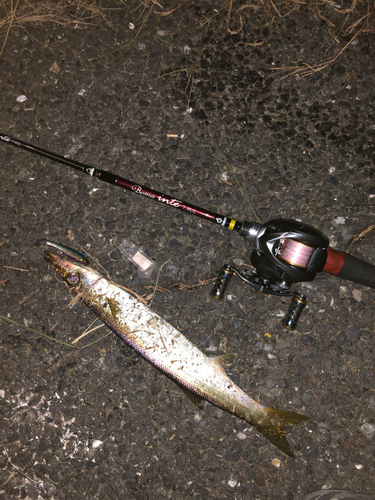 アカカマスの釣果