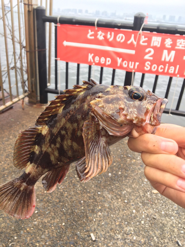 カサゴの釣果