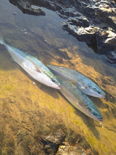 イナダの釣果