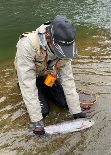 ニジマスの釣果