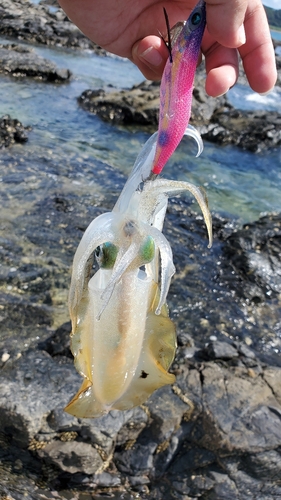 アオリイカの釣果