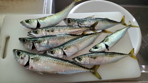 サバの釣果