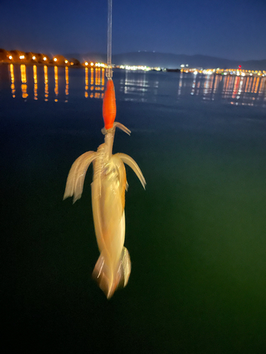 マイカの釣果