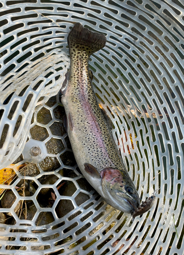 ニジマスの釣果