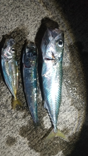 マイワシの釣果