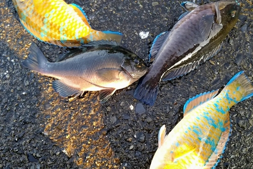 ヒブダイの釣果