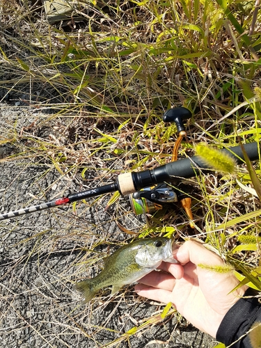 ブラックバスの釣果