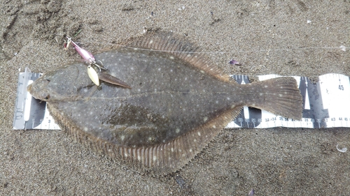 カレイの釣果