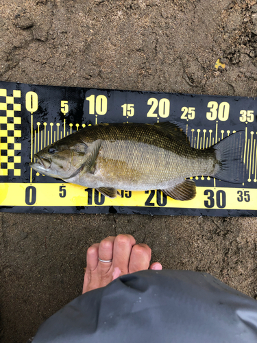 スモールマウスバスの釣果