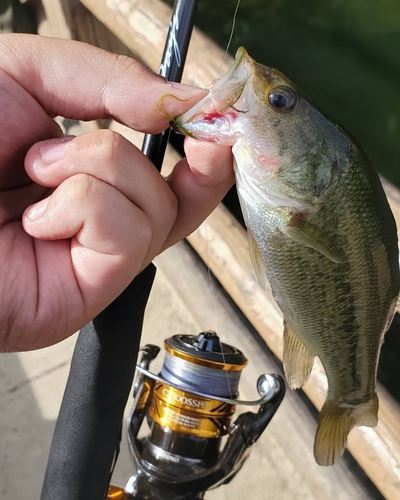 ブラックバスの釣果