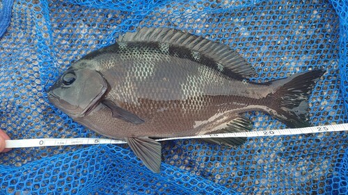 メジナの釣果