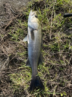 マルスズキの釣果