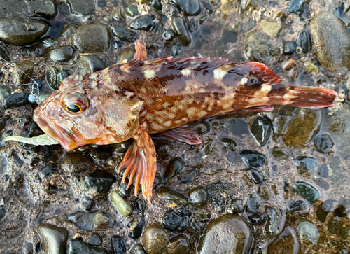 カサゴの釣果