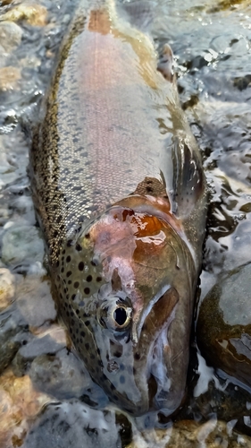 ニジマスの釣果