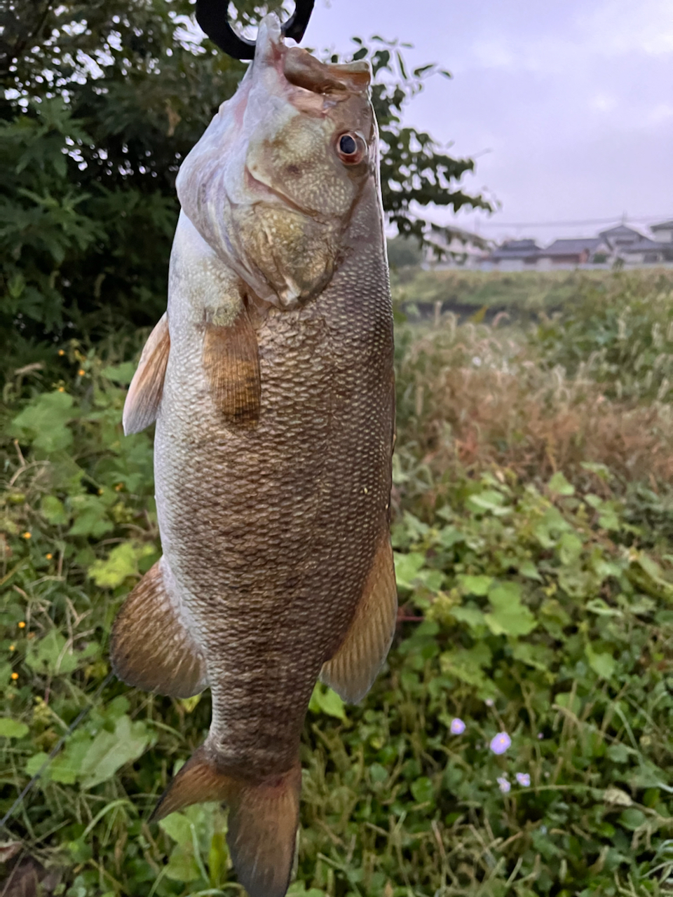 スモールマウスバス