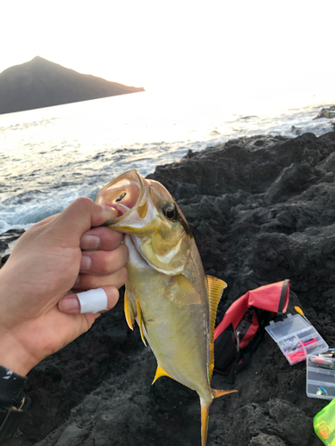 ショゴの釣果