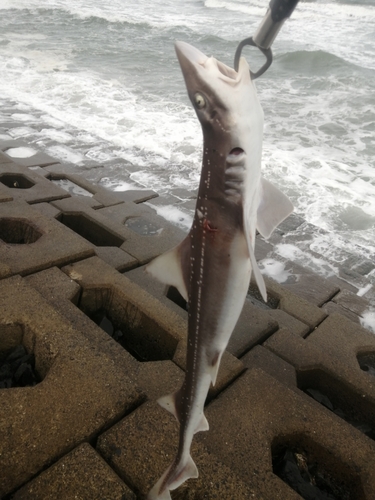 サメの釣果